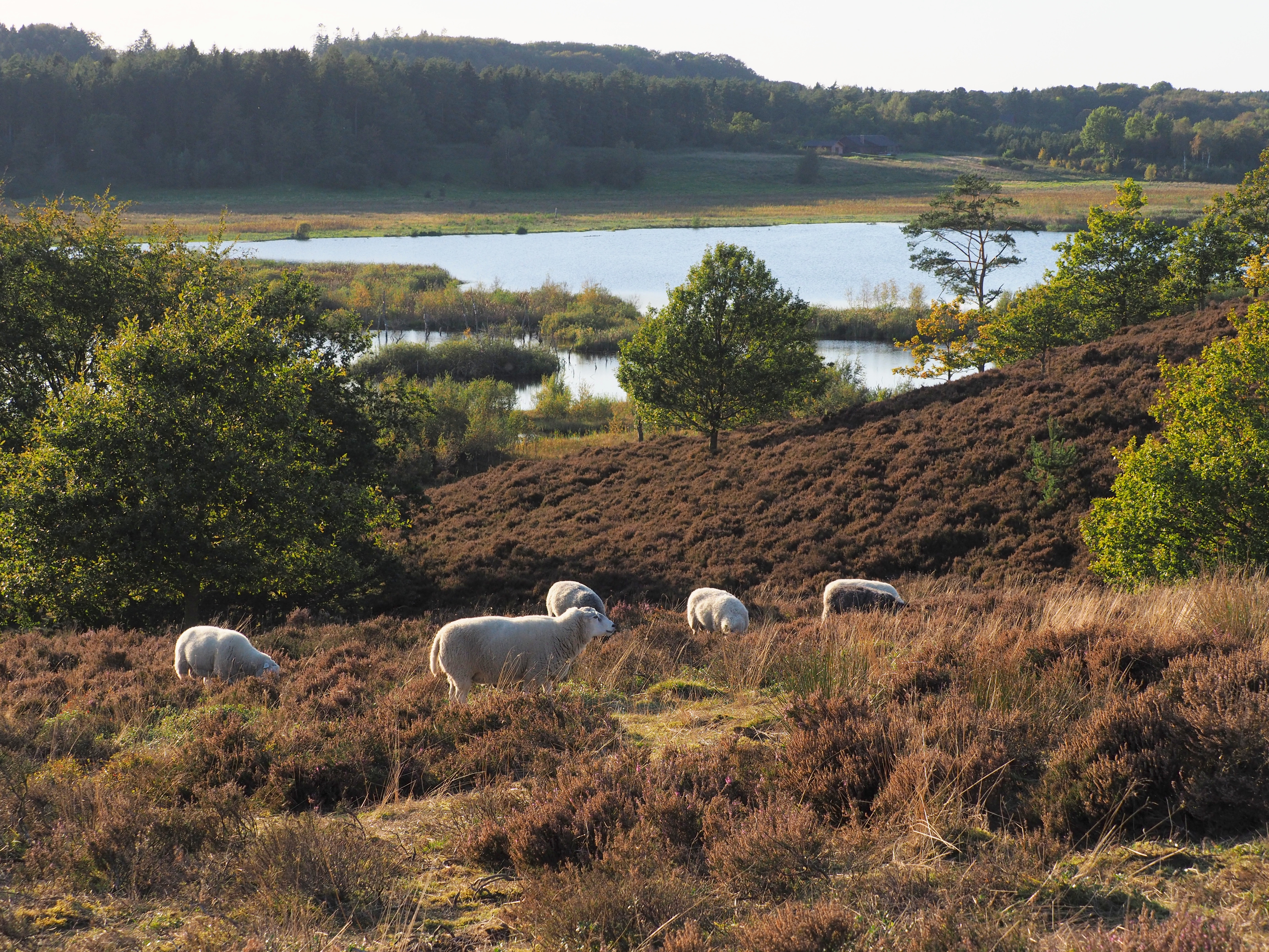 Efterår ved Bøllingsø