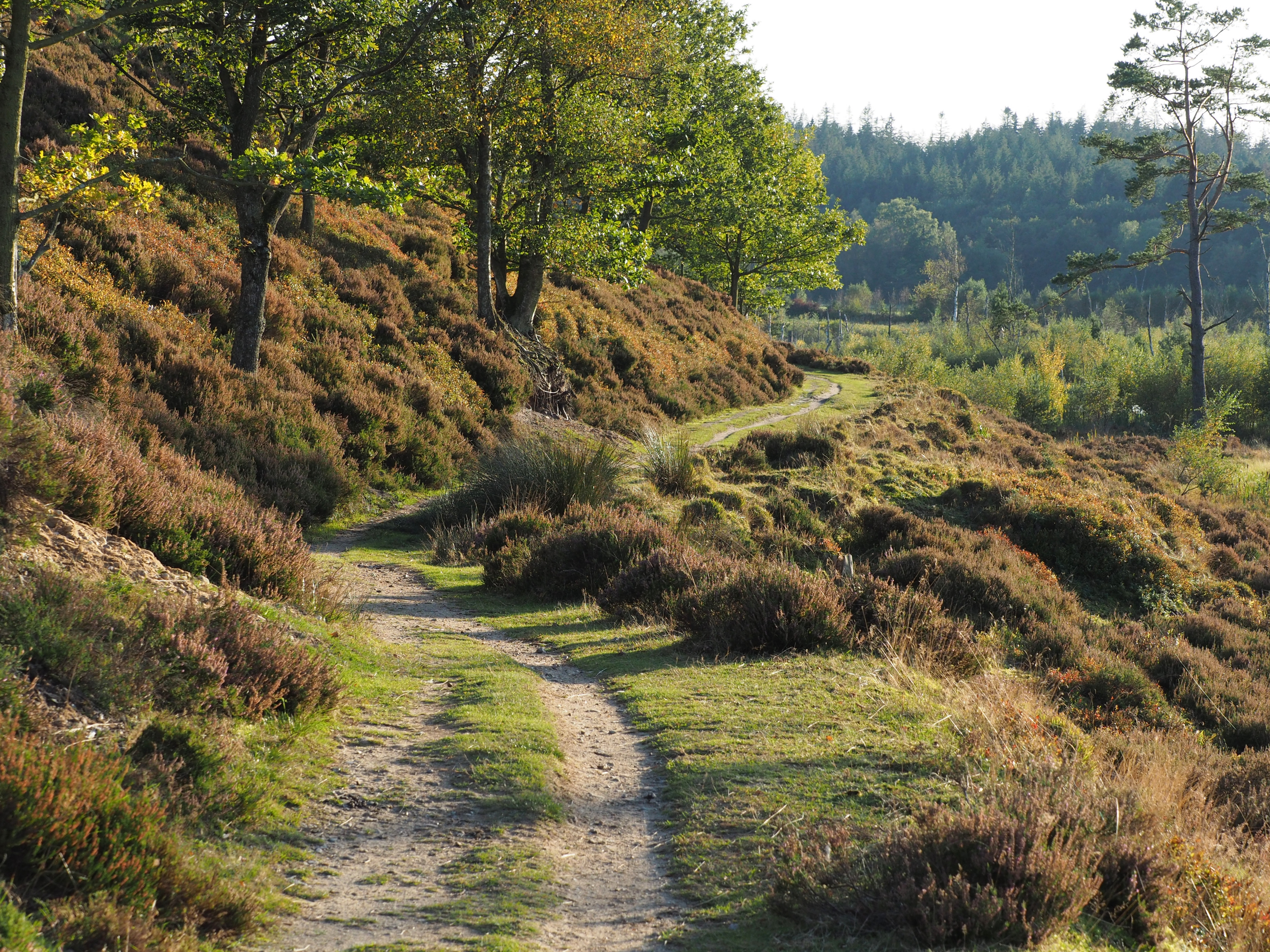 Efterår ved Bøllingsø