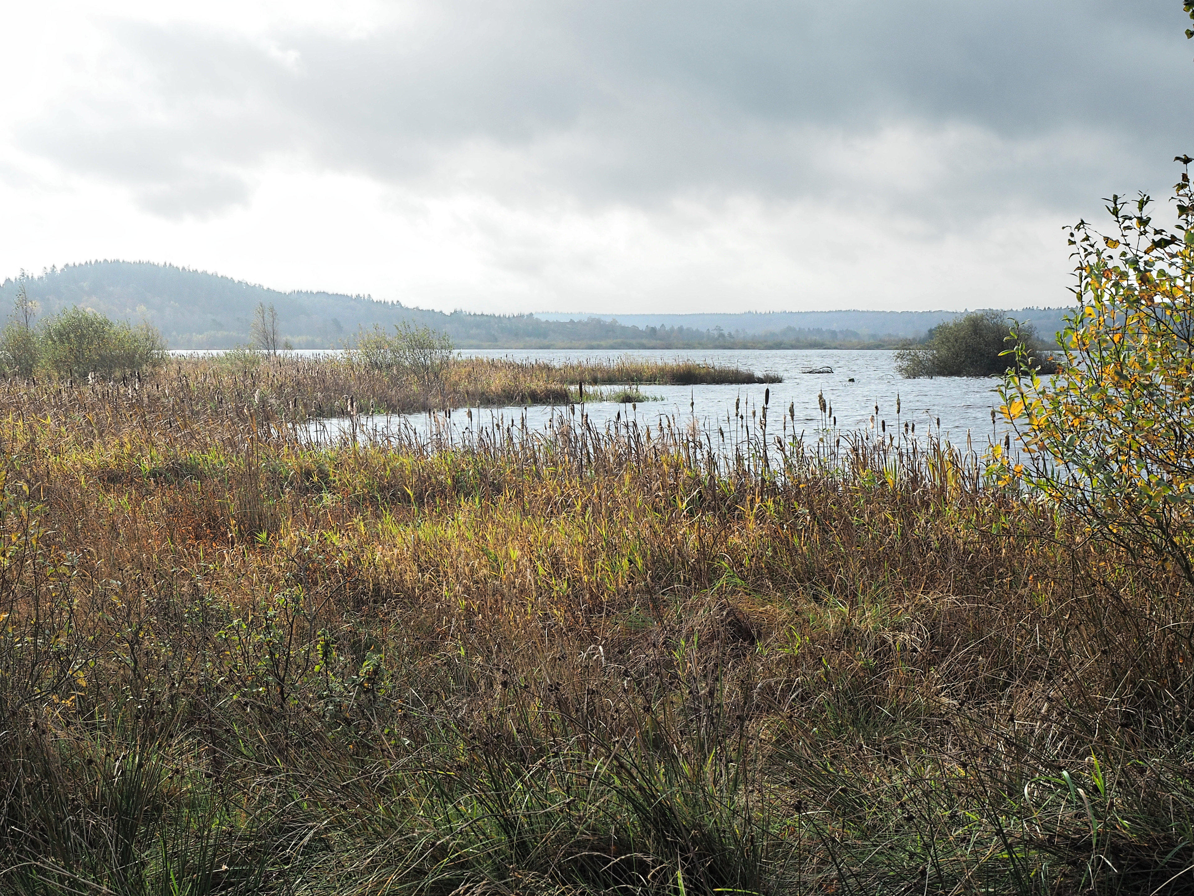 Efterår ved Bøllingsø
