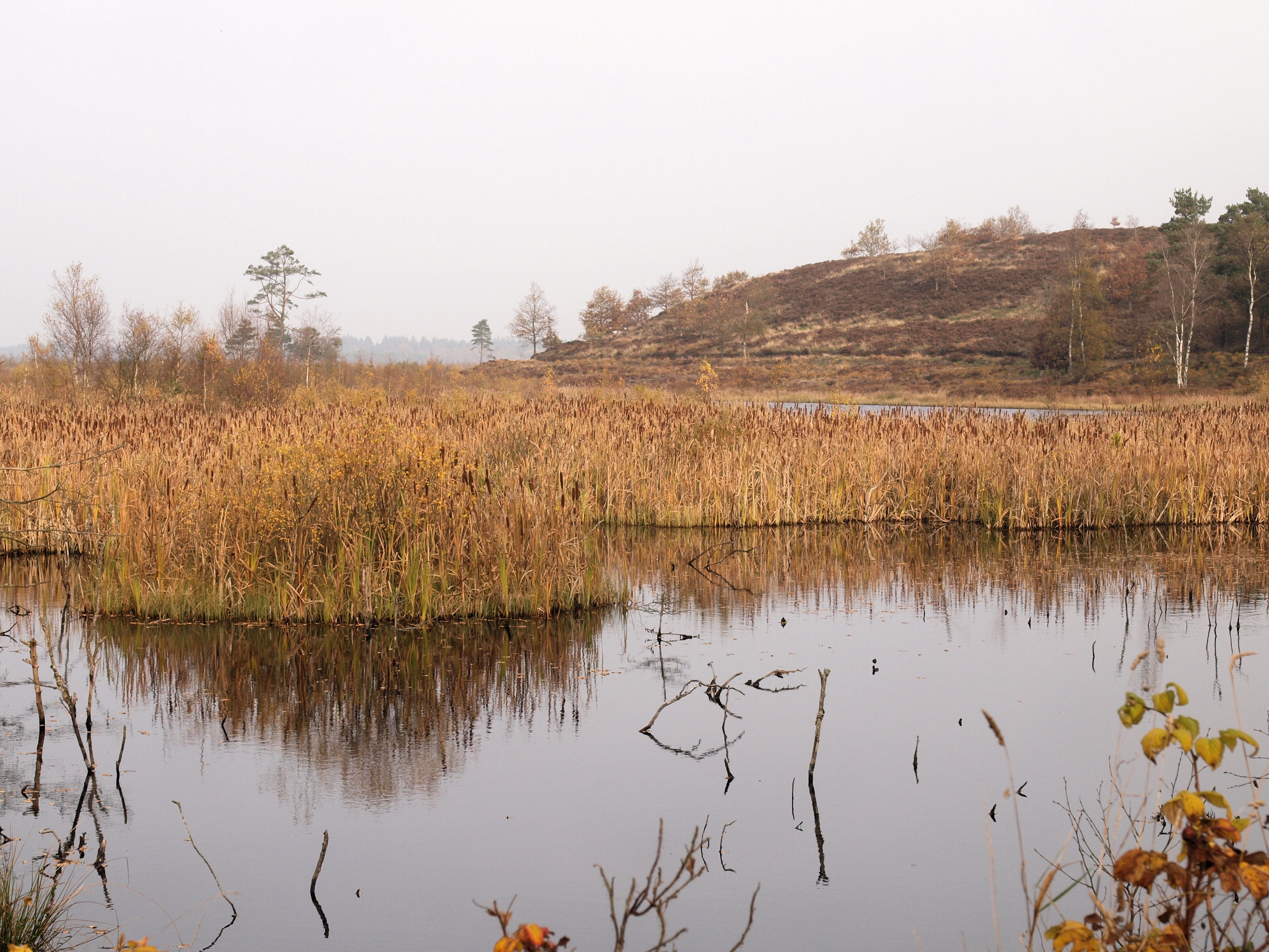 Efterår ved Bøllingsø