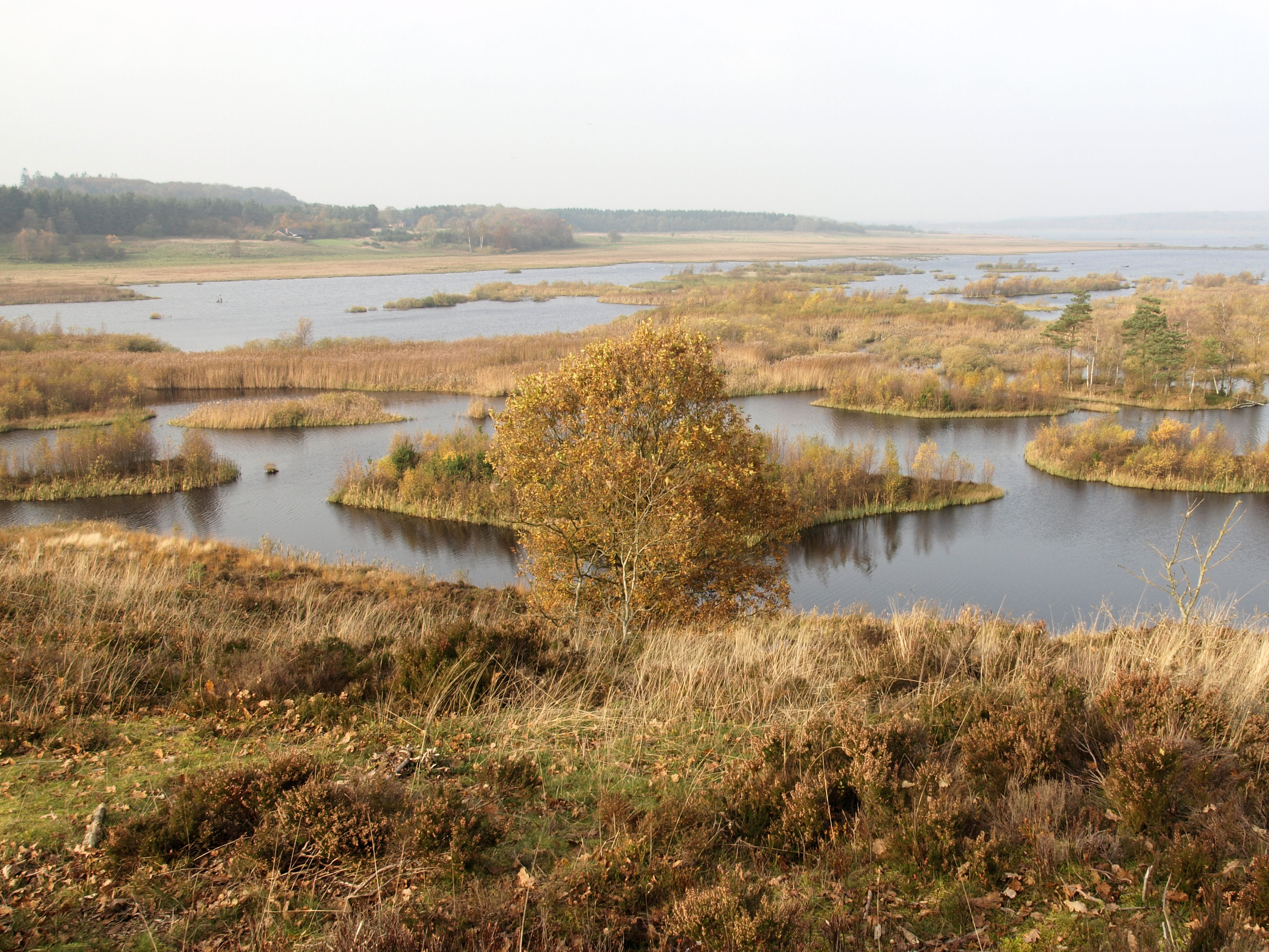 Efterår ved Bøllingsø