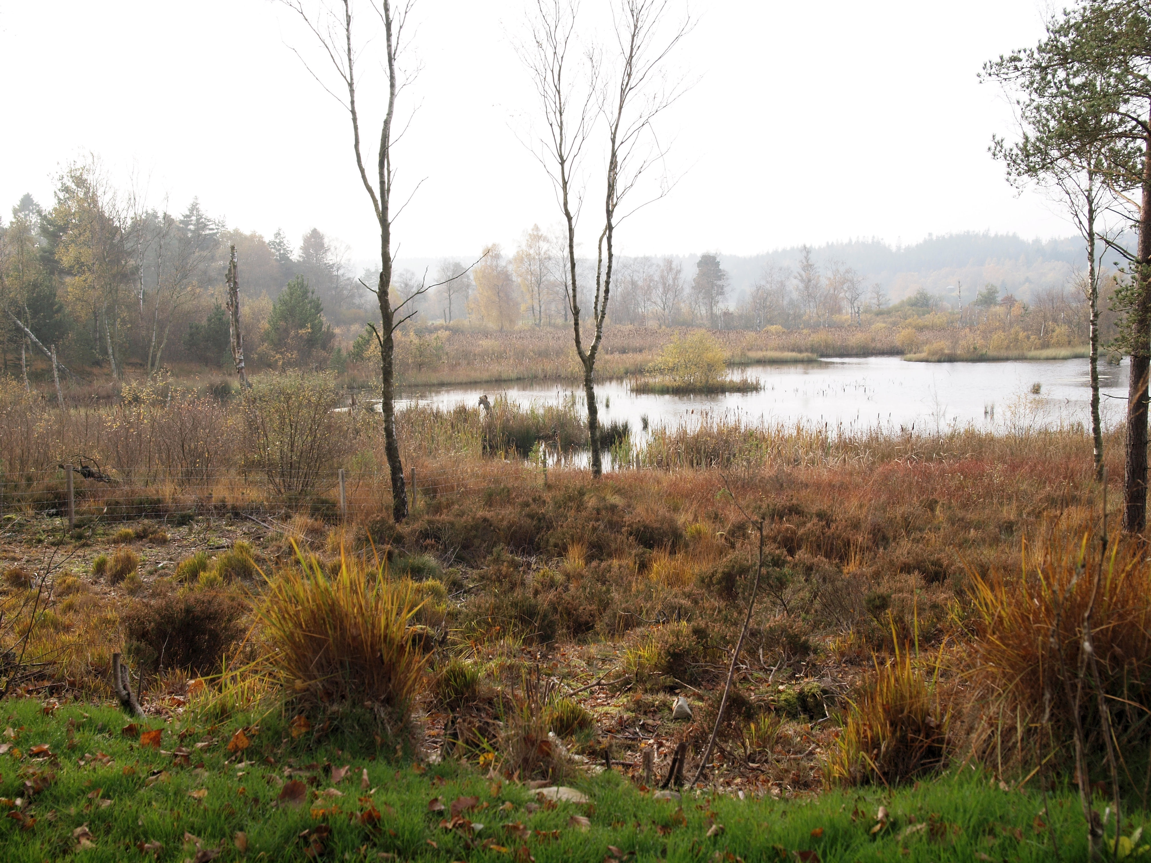 Efterår ved Bøllingsø