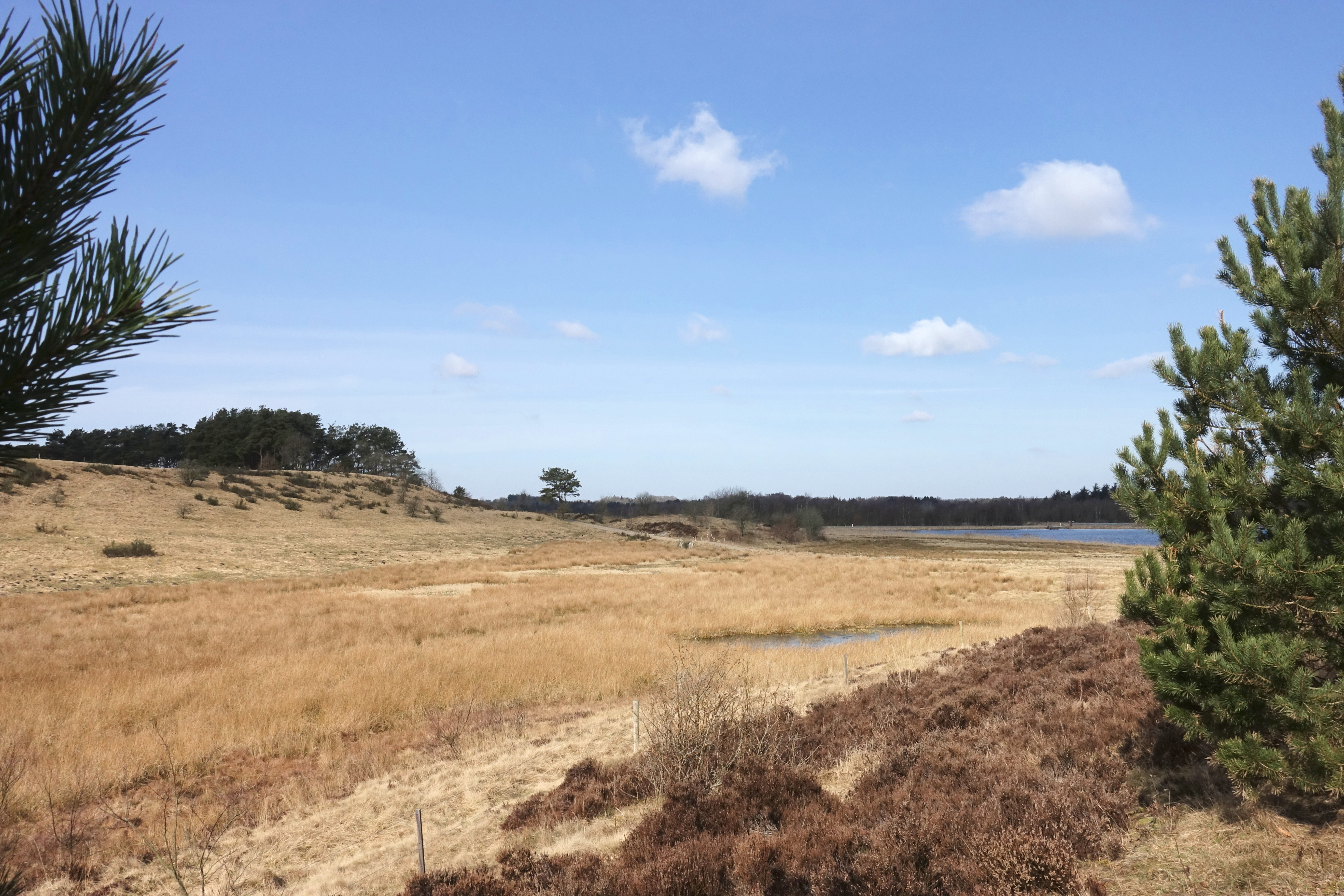 Forår ved Bøllingsø