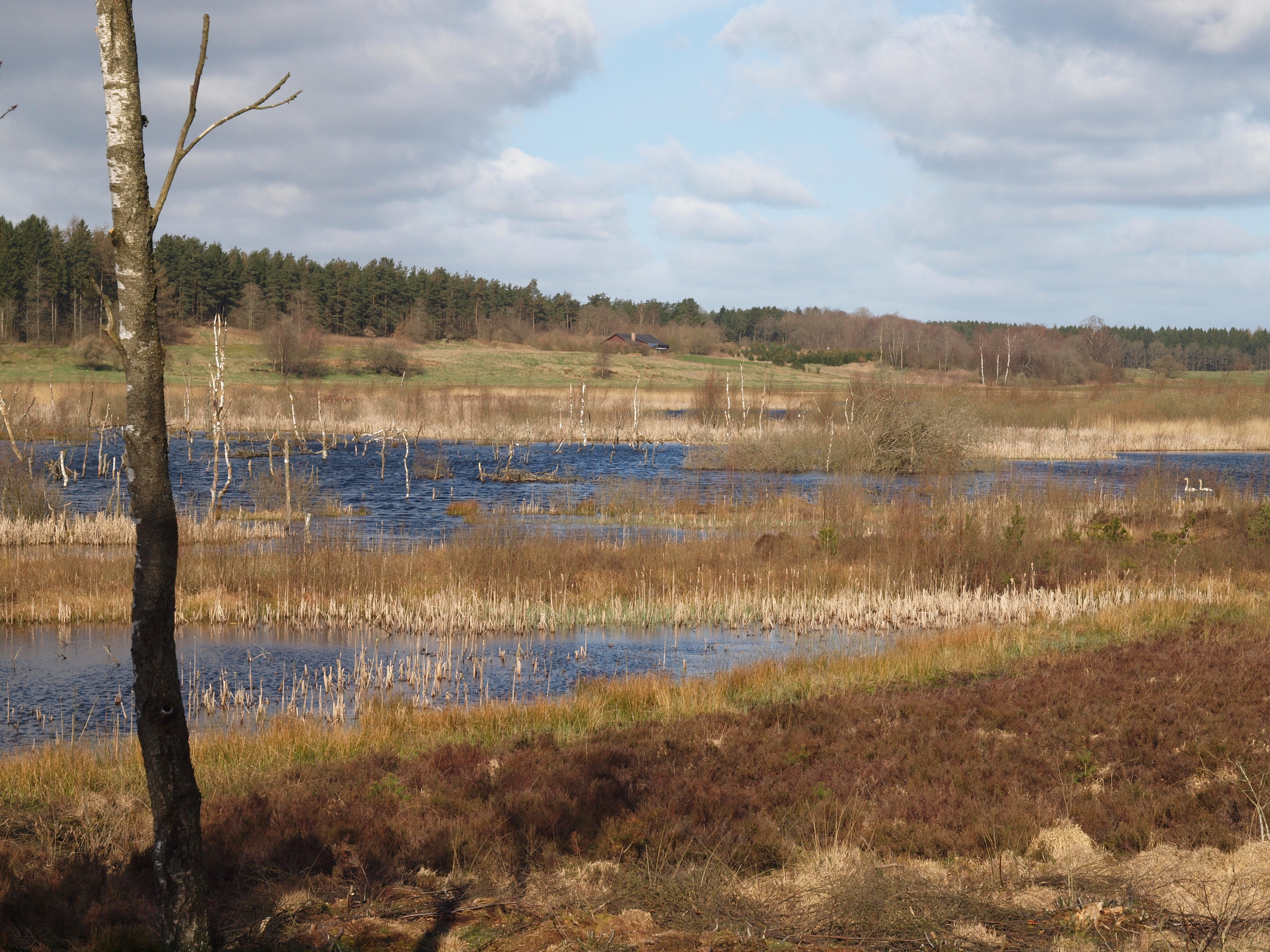 Forår ved Bøllingsø