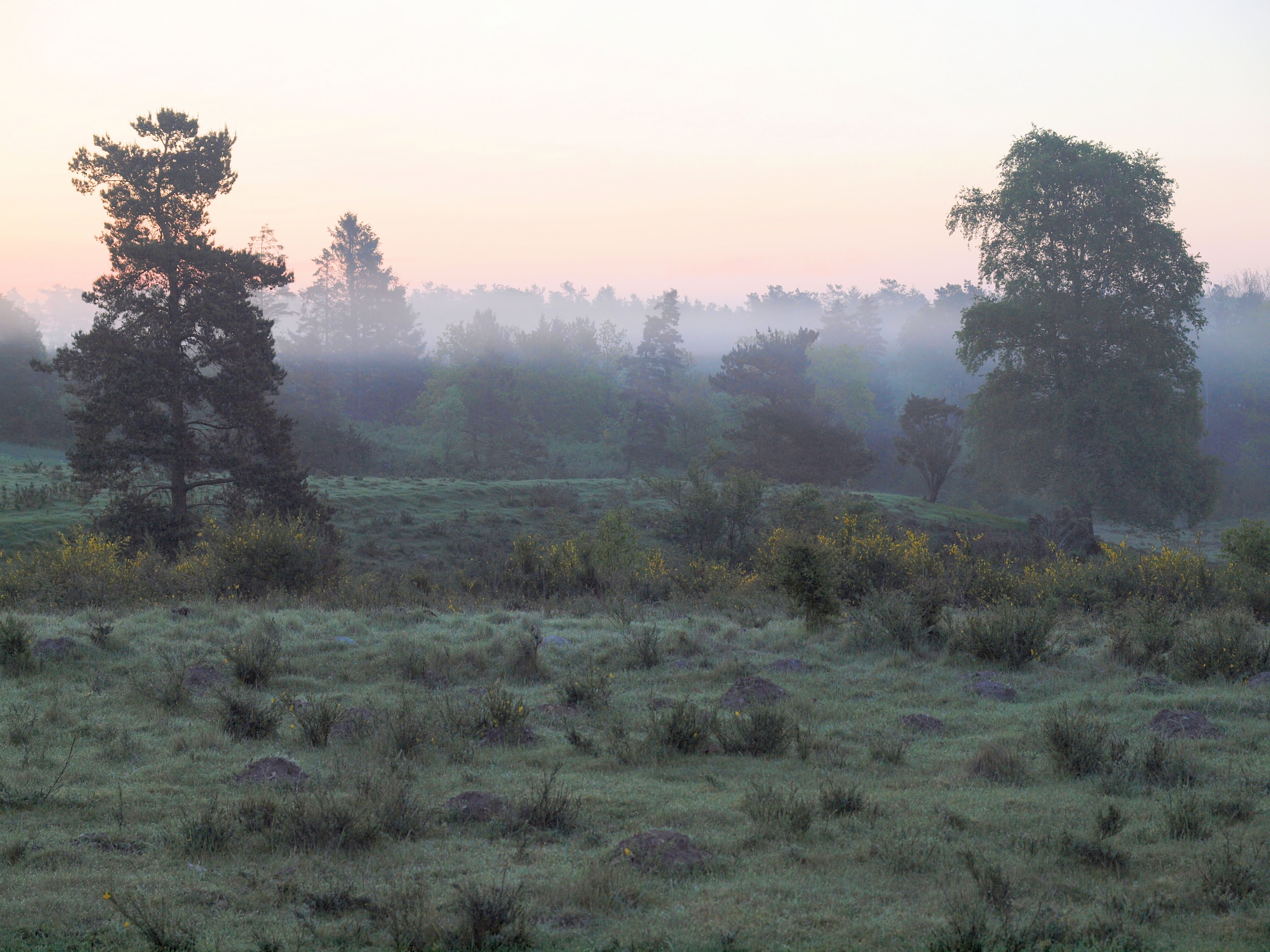 Forår ved Bøllingsø