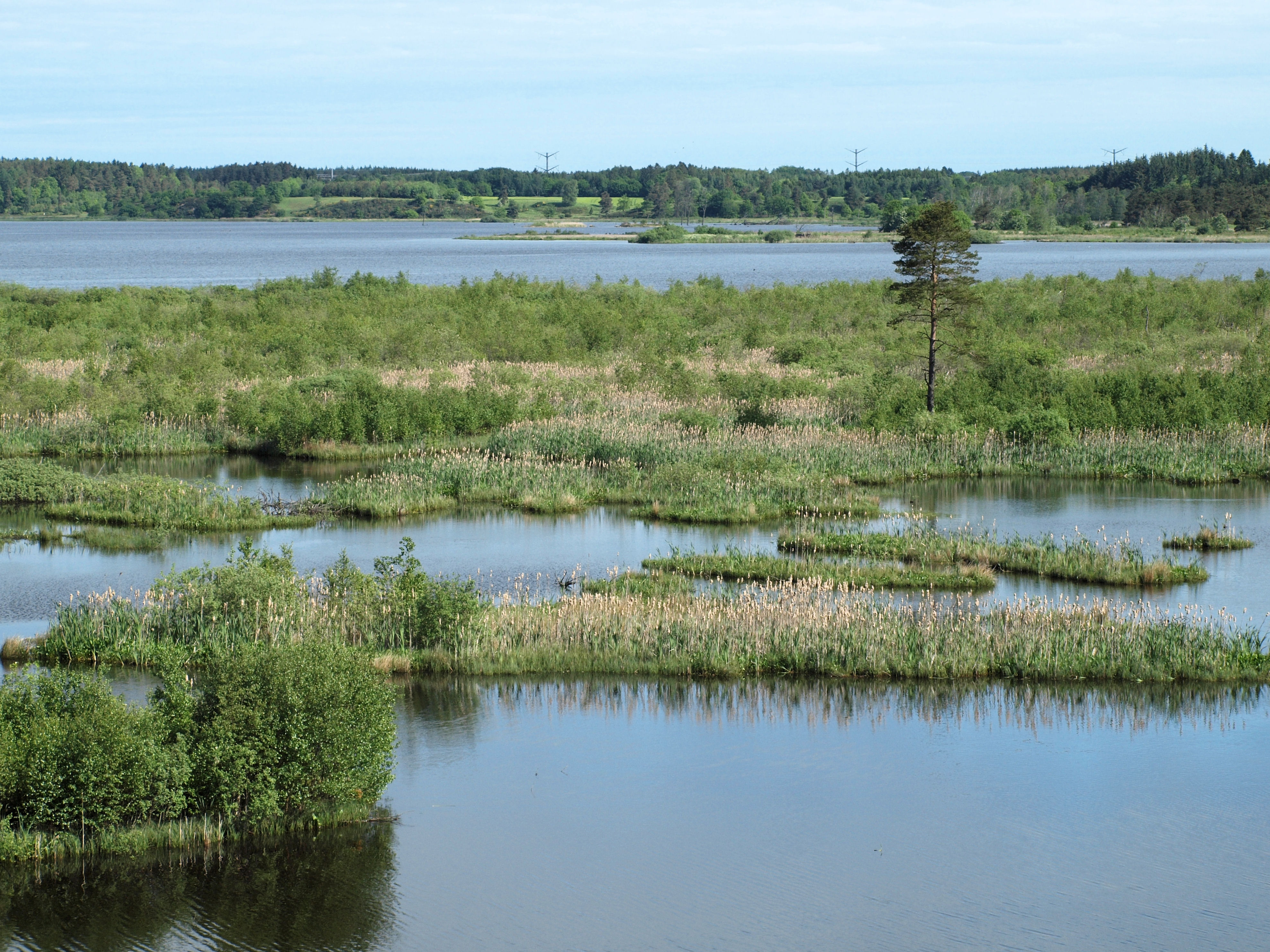 Forår ved Bøllingsø