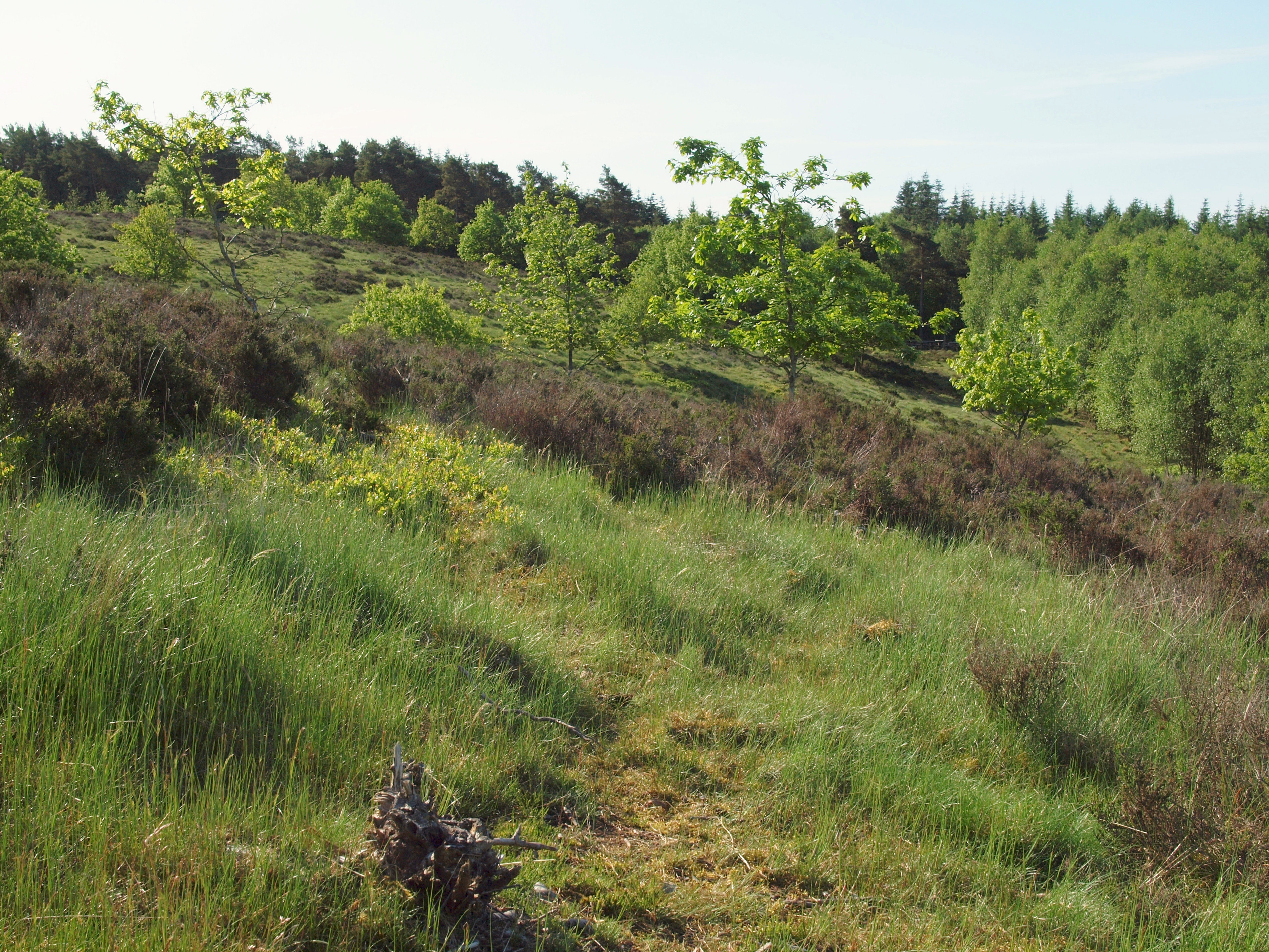 Forår ved Bøllingsø