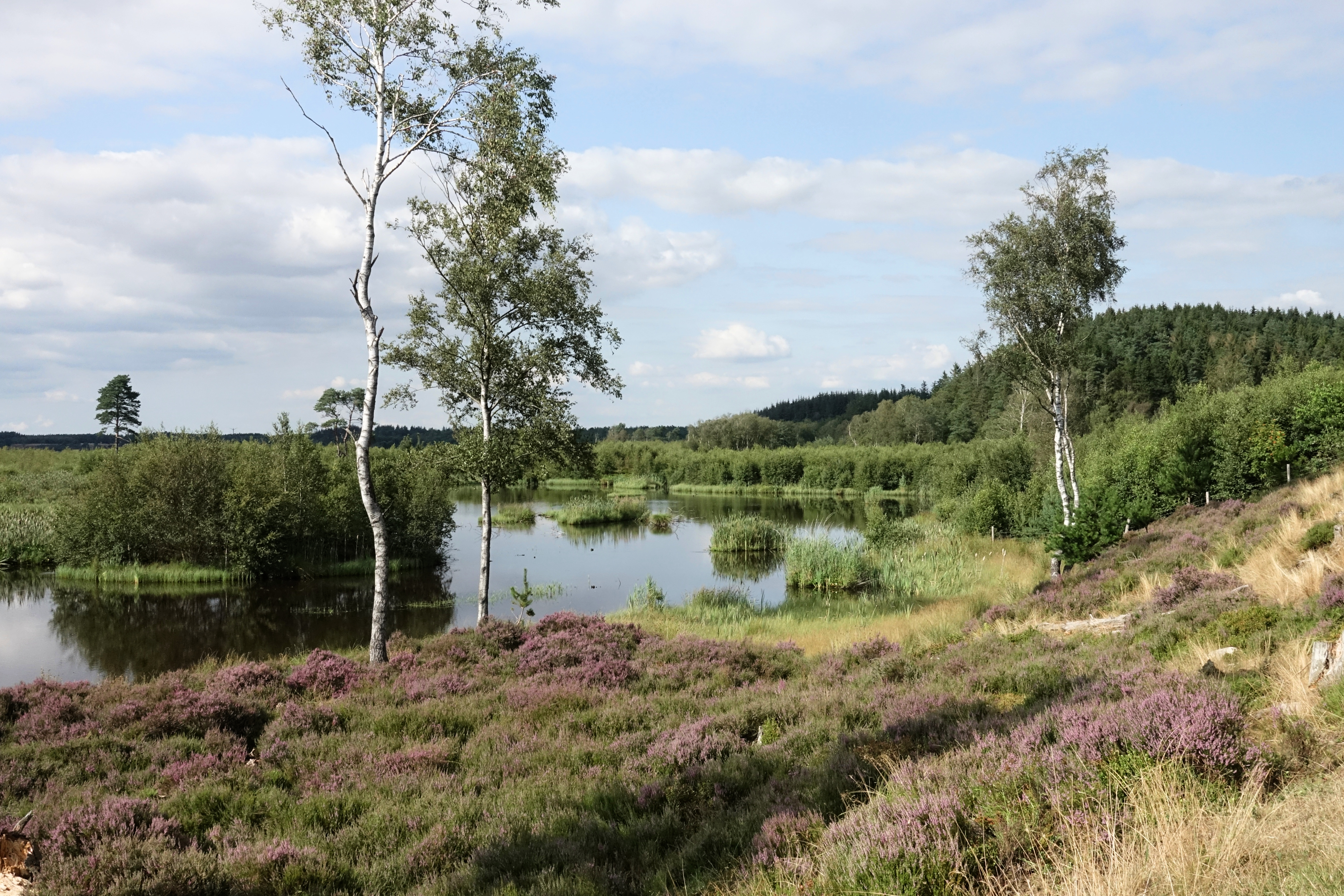 Sommer ved Bøllingsø
