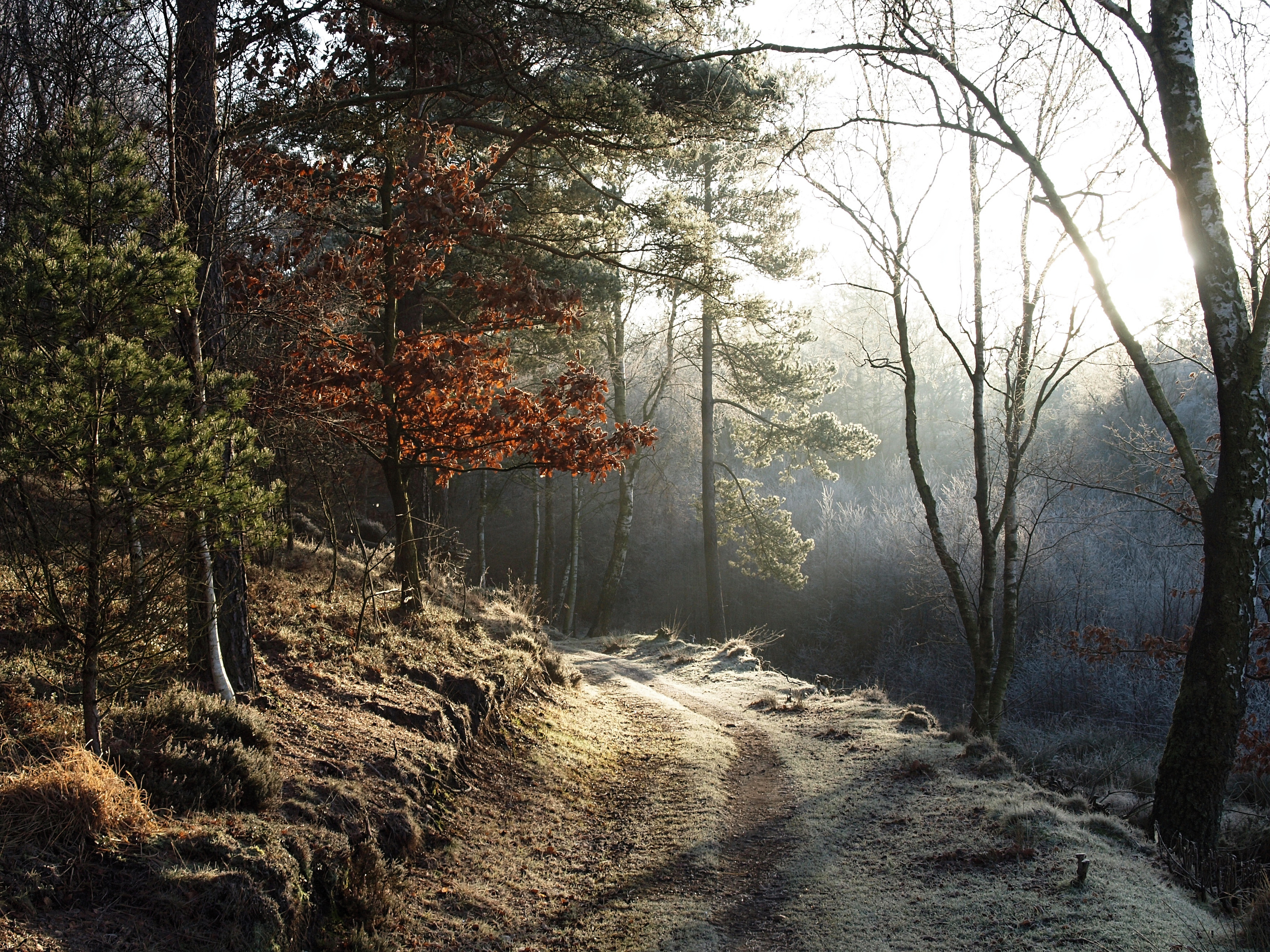 Vinter ved Bøllingsø