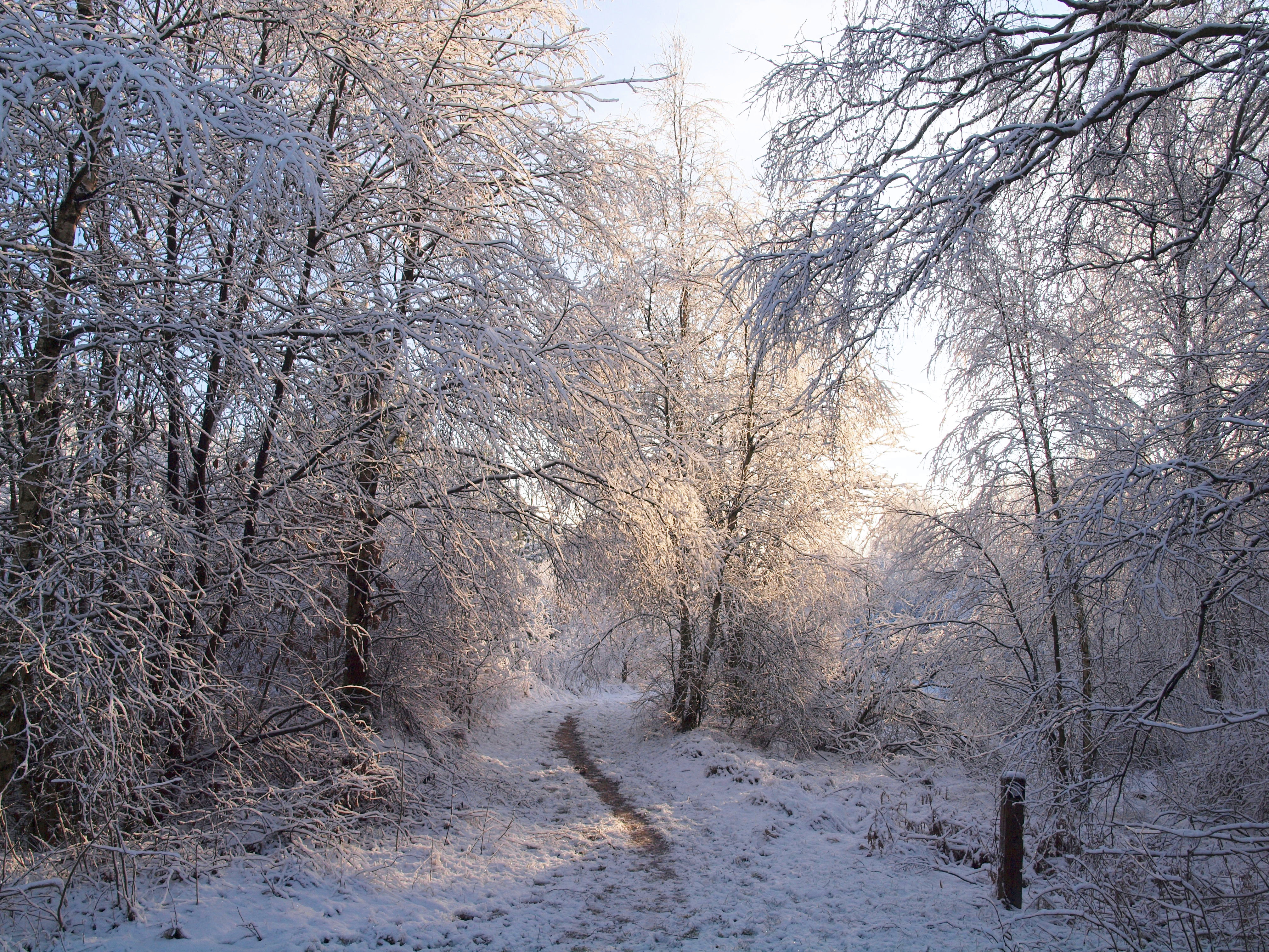 Vinter ved Bøllingsø