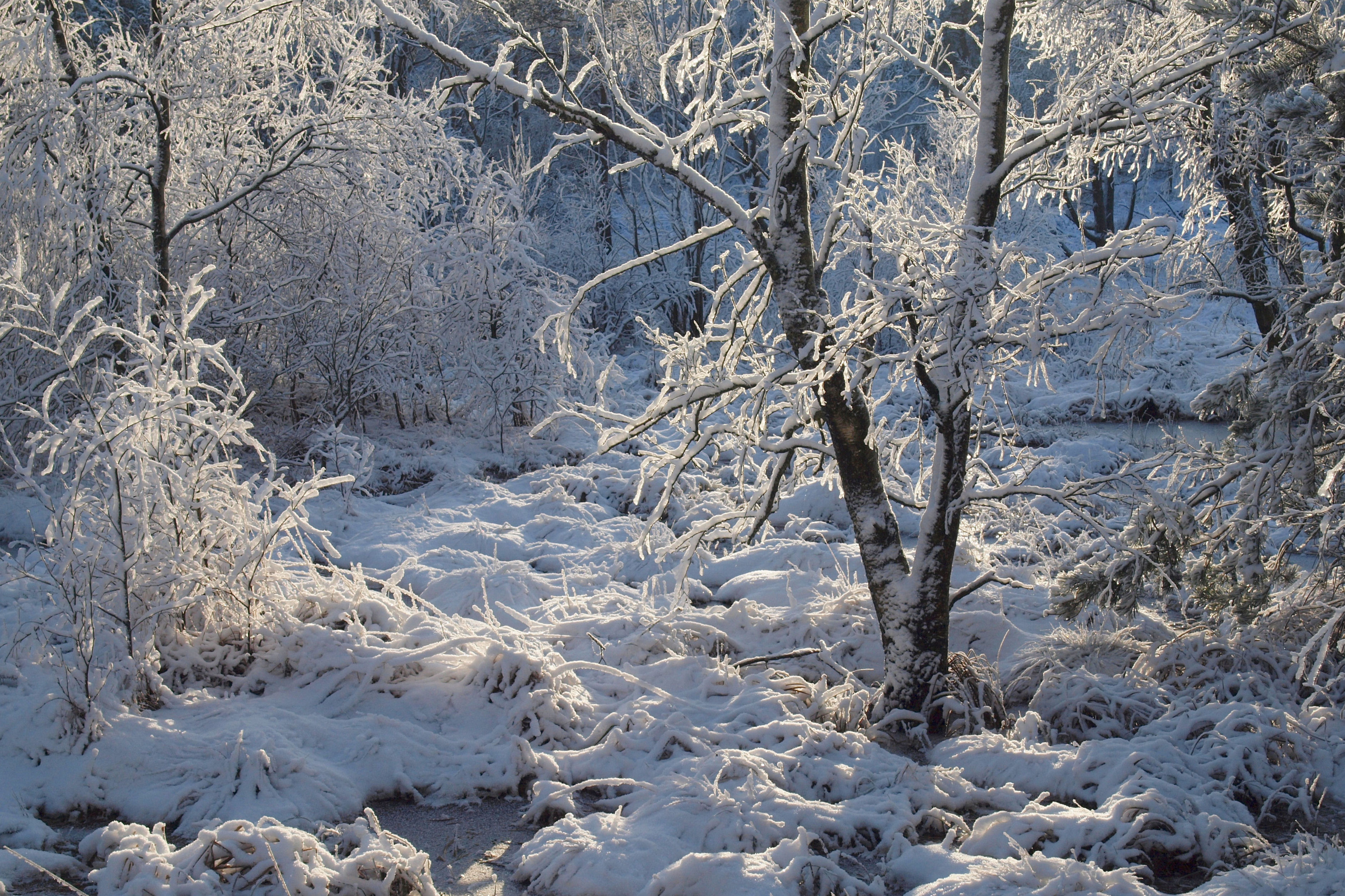 Vinter ved Bøllingsø