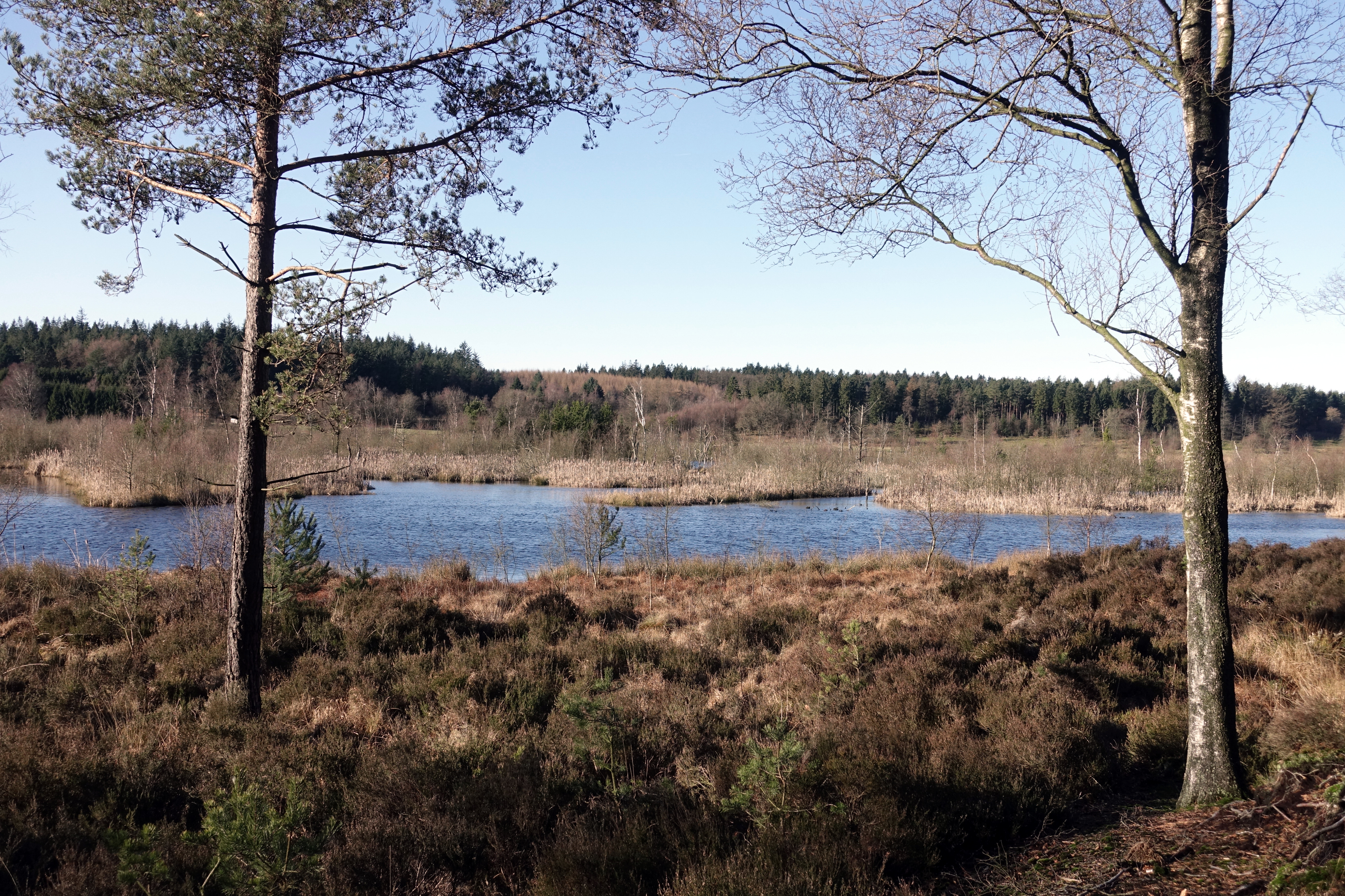 Vinter ved Bøllingsø