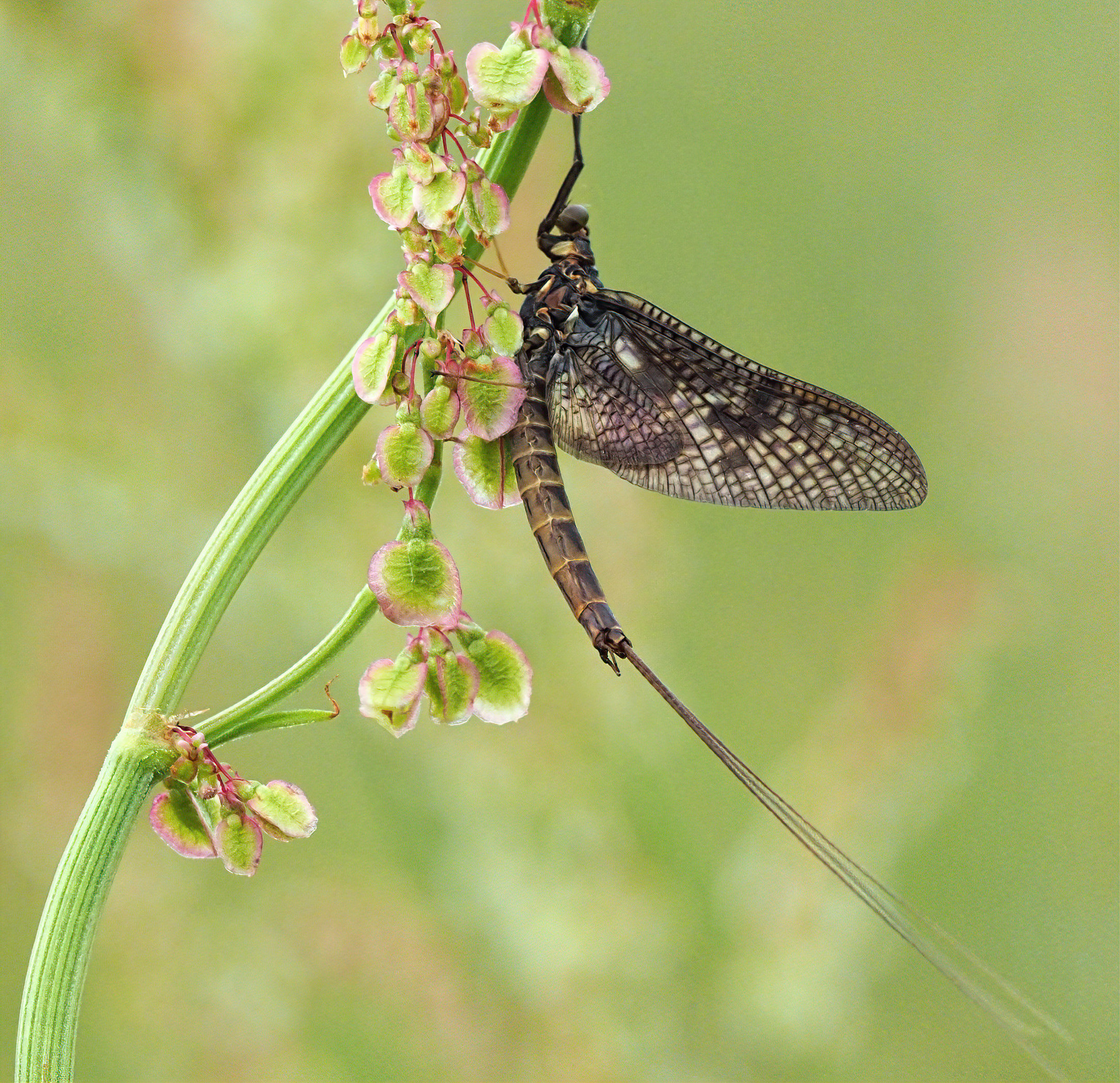 Ephemra vulgata