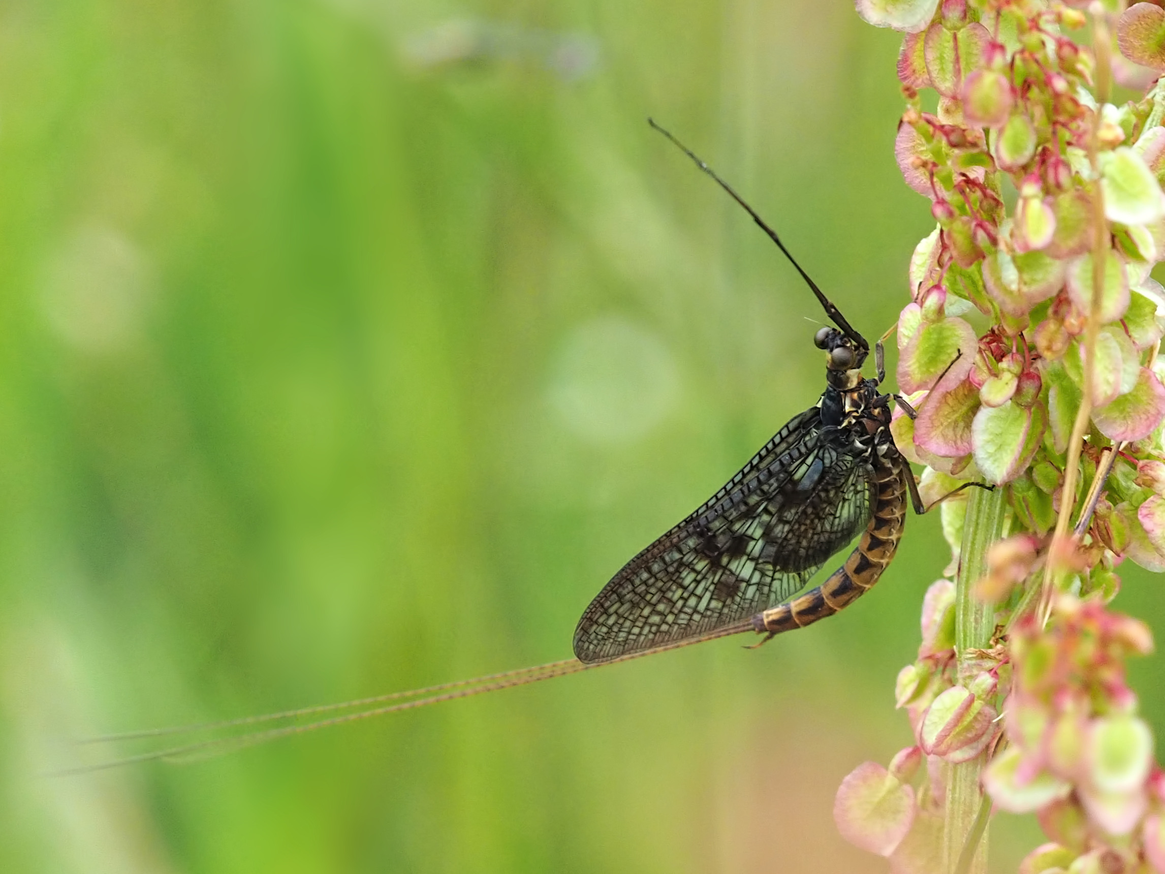 Ephemera vulgata