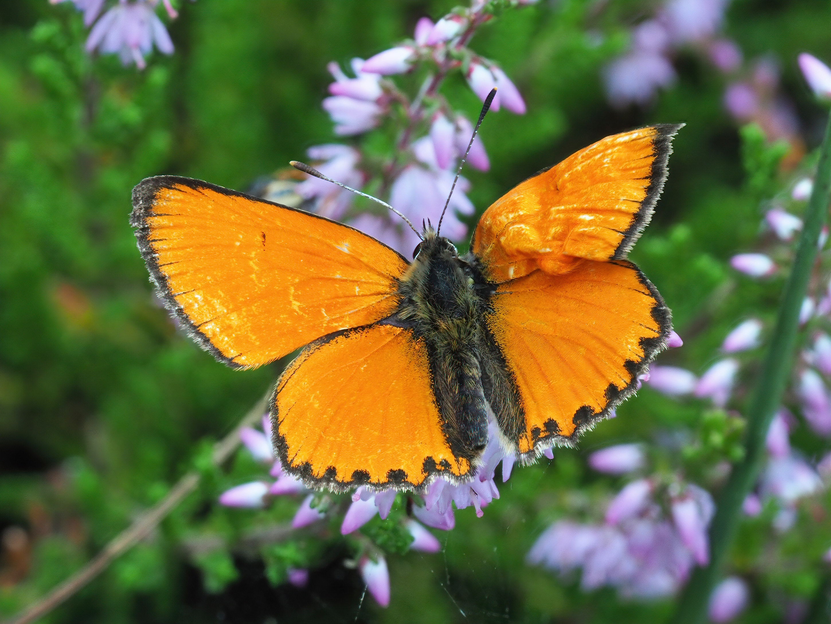 Lycaena virgaureae