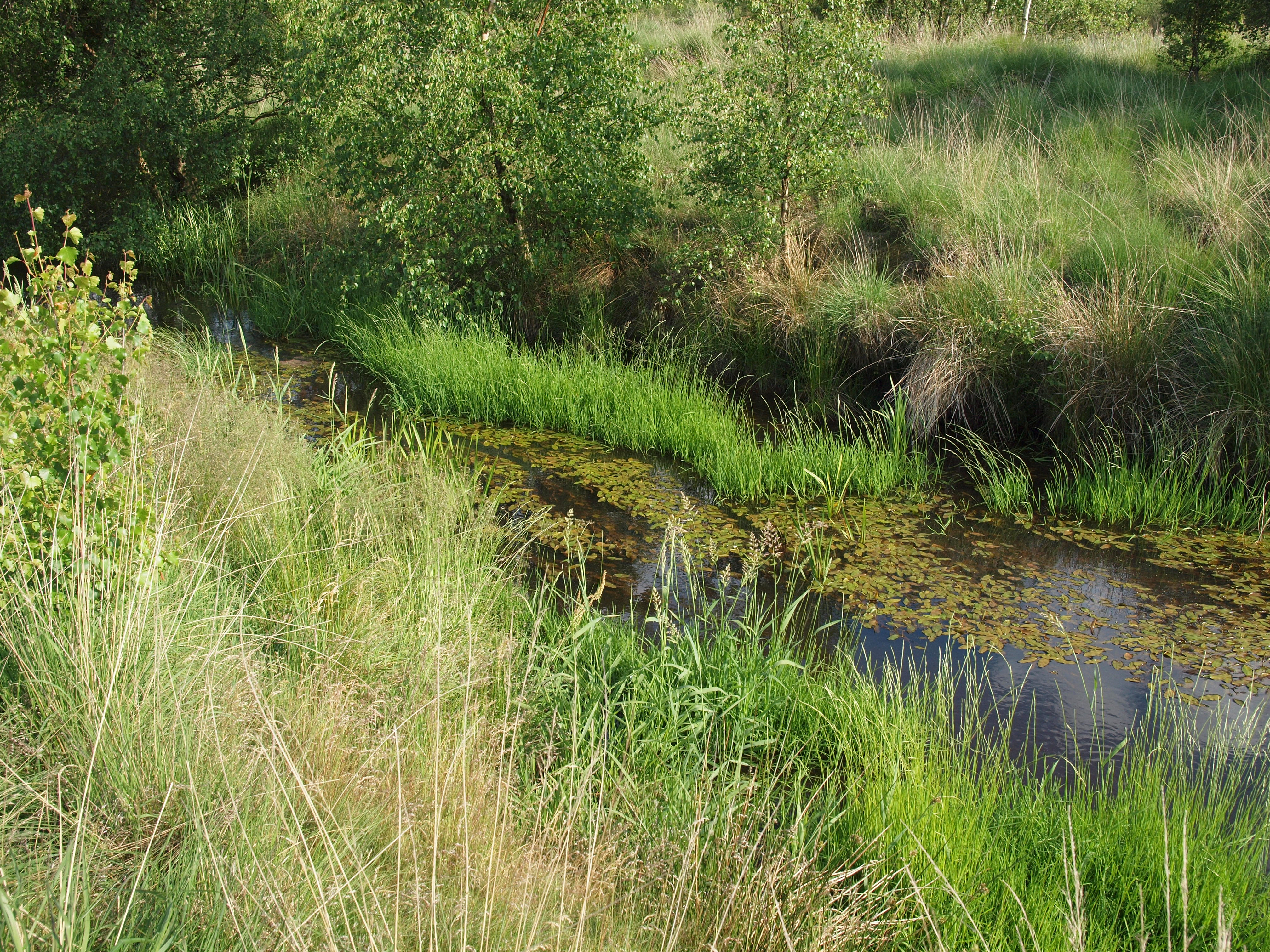 Den gamle kanal